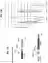 Fig. 54 - HIGH-EFFICIENCY RECONSTITUTION OF RNA MOLECULES