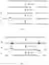 Fig. 04 - Method of nucleic acid enrichment using site-specific nucleases followed by capture