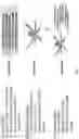 Fig. 04 - COST-EFFECTIVE DETECTION OF LOW FREQUENCY GENETIC VARIATION