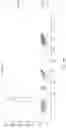 Fig. 16 - COST-EFFECTIVE DETECTION OF LOW FREQUENCY GENETIC VARIATION