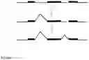Fig. 10 - Precise and Programmable DNA Nicking System and Methods