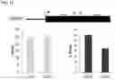 Fig. 13 - METHODS AND KITS FOR DETECTION OF METHYLATION STATUS