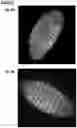 Fig. 09 - METHOD TO GENERATE BIOCOMPATIBLE DENDRITIC POLYMERS FOR ANALYTE DETECTION WITH MULTIMODAL LABELING AND SIGNAL AMPLIFICATION