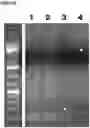 Fig. 18 - METHOD TO GENERATE BIOCOMPATIBLE DENDRITIC POLYMERS FOR ANALYTE DETECTION WITH MULTIMODAL LABELING AND SIGNAL AMPLIFICATION