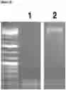 Fig. 20 - METHOD TO GENERATE BIOCOMPATIBLE DENDRITIC POLYMERS FOR ANALYTE DETECTION WITH MULTIMODAL LABELING AND SIGNAL AMPLIFICATION