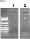 Fig. 21 - METHOD TO GENERATE BIOCOMPATIBLE DENDRITIC POLYMERS FOR ANALYTE DETECTION WITH MULTIMODAL LABELING AND SIGNAL AMPLIFICATION