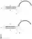 Fig. 23 - METHOD TO GENERATE BIOCOMPATIBLE DENDRITIC POLYMERS FOR ANALYTE DETECTION WITH MULTIMODAL LABELING AND SIGNAL AMPLIFICATION