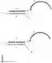 Fig. 24 - METHOD TO GENERATE BIOCOMPATIBLE DENDRITIC POLYMERS FOR ANALYTE DETECTION WITH MULTIMODAL LABELING AND SIGNAL AMPLIFICATION