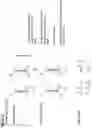 Fig. 31 - METHOD TO GENERATE BIOCOMPATIBLE DENDRITIC POLYMERS FOR ANALYTE DETECTION WITH MULTIMODAL LABELING AND SIGNAL AMPLIFICATION
