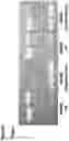 Fig. 35 - METHOD TO GENERATE BIOCOMPATIBLE DENDRITIC POLYMERS FOR ANALYTE DETECTION WITH MULTIMODAL LABELING AND SIGNAL AMPLIFICATION