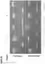 Fig. 36 - METHOD TO GENERATE BIOCOMPATIBLE DENDRITIC POLYMERS FOR ANALYTE DETECTION WITH MULTIMODAL LABELING AND SIGNAL AMPLIFICATION