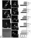 Fig. 02 - RETINAL GANGLION CELL SUBTYPE DIFFERENTIATION FROM HUMAN PLURIPOTENT STEM CELLS
