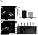 Fig. 05 - RETINAL GANGLION CELL SUBTYPE DIFFERENTIATION FROM HUMAN PLURIPOTENT STEM CELLS