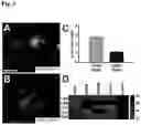 Fig. 06 - RETINAL GANGLION CELL SUBTYPE DIFFERENTIATION FROM HUMAN PLURIPOTENT STEM CELLS