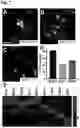 Fig. 08 - RETINAL GANGLION CELL SUBTYPE DIFFERENTIATION FROM HUMAN PLURIPOTENT STEM CELLS