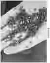 Fig. 10 - COCONUT HARD SHELL GRANULES SOFTENING METHOD