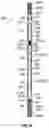 Fig. 31 - PROGRESSING CAVITY DEVICES AND ASSEMBLIES FOR COUPLING MULTIPLE STAGES OF PROGRESSING CAVITY DEVICES