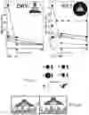 Fig. 06 - Suction discs for adhesion to rough, delicate, and wet surfaces