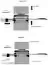 Fig. 10 - Method for processing tissue samples