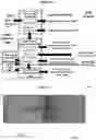 Fig. 44 - Method for processing tissue samples
