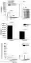 Fig. 08 - COMPOSITIONS AND METHODS FOR ENHANCING MUCOSAL IMMUNITY