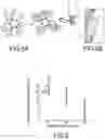 Fig. 07 - Magnetic separation of biological entities from fluid sample