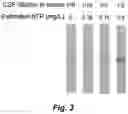Fig. 04 - Semi-quantitative lateral-flow immunoassay for the detection of CSF leaks