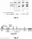 Fig. 05 - Semi-quantitative lateral-flow immunoassay for the detection of CSF leaks