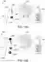 Fig. 15 - RAPID DIAGNOSTIC TEST