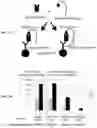 Fig. 08 - Methods for detecting peptide/MHC/TCR binding