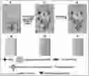 Fig. 01 - Method for lateral flow immunoassay