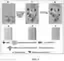 Fig. 02 - Method for lateral flow immunoassay