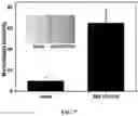 Fig. 08 - Method for lateral flow immunoassay