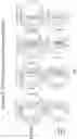 Fig. 06 - Method for detection and quantification of CLN3 protein