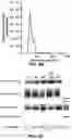 Fig. 03 - METHODS, COMPOSITIONS AND KITS FOR THE ASSESSMENT OF MILD COGNITIVE IMPAIRMENT
