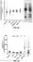 Fig. 04 - METHODS, COMPOSITIONS AND KITS FOR THE ASSESSMENT OF MILD COGNITIVE IMPAIRMENT