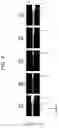 Fig. 05 - Microscope system, focus adjustment program, and focus adjustment system