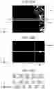 Fig. 22 - Microscope system, focus adjustment program, and focus adjustment system