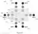 Fig. 04 - Graph network fluid flow modeling