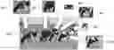 Fig. 01 - Training machine learning-based models for animal feature detection