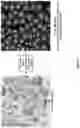 Fig. 30 - Artificial intelligence-based determination of analyte data for base calling