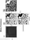 Fig. 66 - Artificial intelligence-based determination of analyte data for base calling