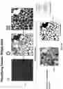 Fig. 69 - Artificial intelligence-based determination of analyte data for base calling