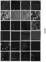 Fig. 74 - Artificial intelligence-based determination of analyte data for base calling