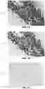 Fig. 12 - Quantitation of signal in stain aggregates