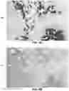 Fig. 14 - Quantitation of signal in stain aggregates
