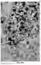 Fig. 25 - Quantitation of signal in stain aggregates