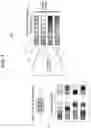 Fig. 07 - Systems and methods of generating color palettes with a generative adversarial network
