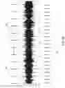 Fig. 11 - Automated dance animation