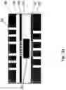 Fig. 11 - Electrically power assembly with thick electrically conductive layers